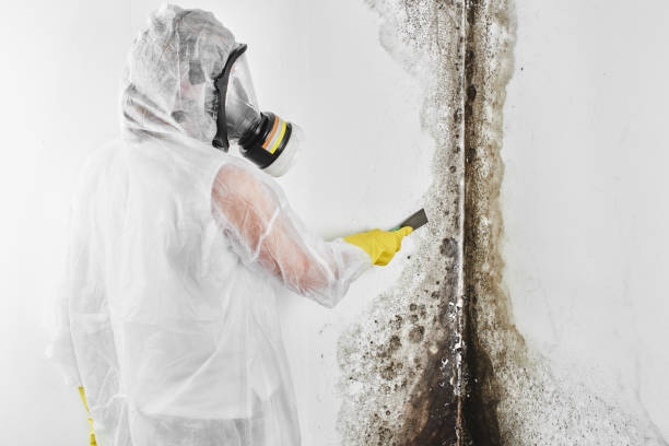 Mold Testing and Removal in Tickfaw, LA
