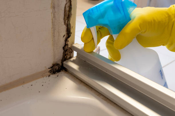 Office Mold Removal Services in Tickfaw, LA