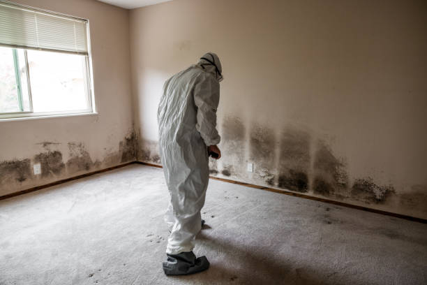 Best Same-Day Mold Removal  in Tickfaw, LA