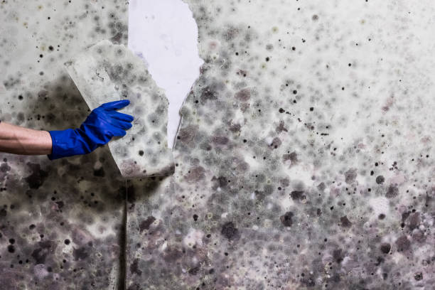 Best Same-Day Mold Removal  in Tickfaw, LA