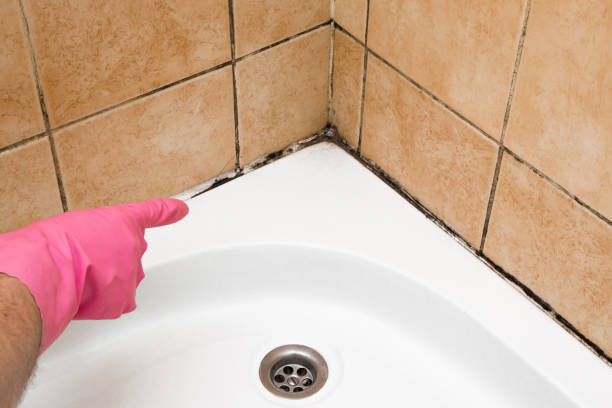 Best Local Mold Removal Service  in Tickfaw, LA