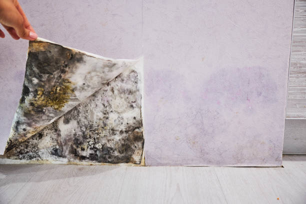 Best Office Mold Removal Services  in Tickfaw, LA